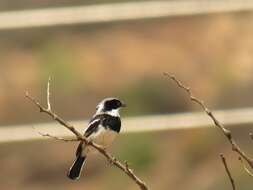 Image of Southern Pririt Batis