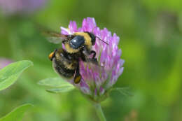 Image of short-haired bumblebee