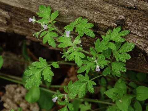 Image of Buttercup Scorpion-Weed