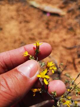 Imagem de Oedera oppositifolia (DC.) N. G. Bergh