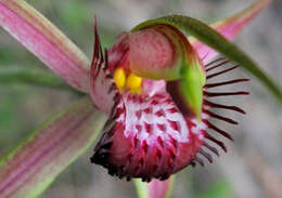 Image of Carousel spider orchid