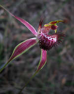 Image of Carousel spider orchid