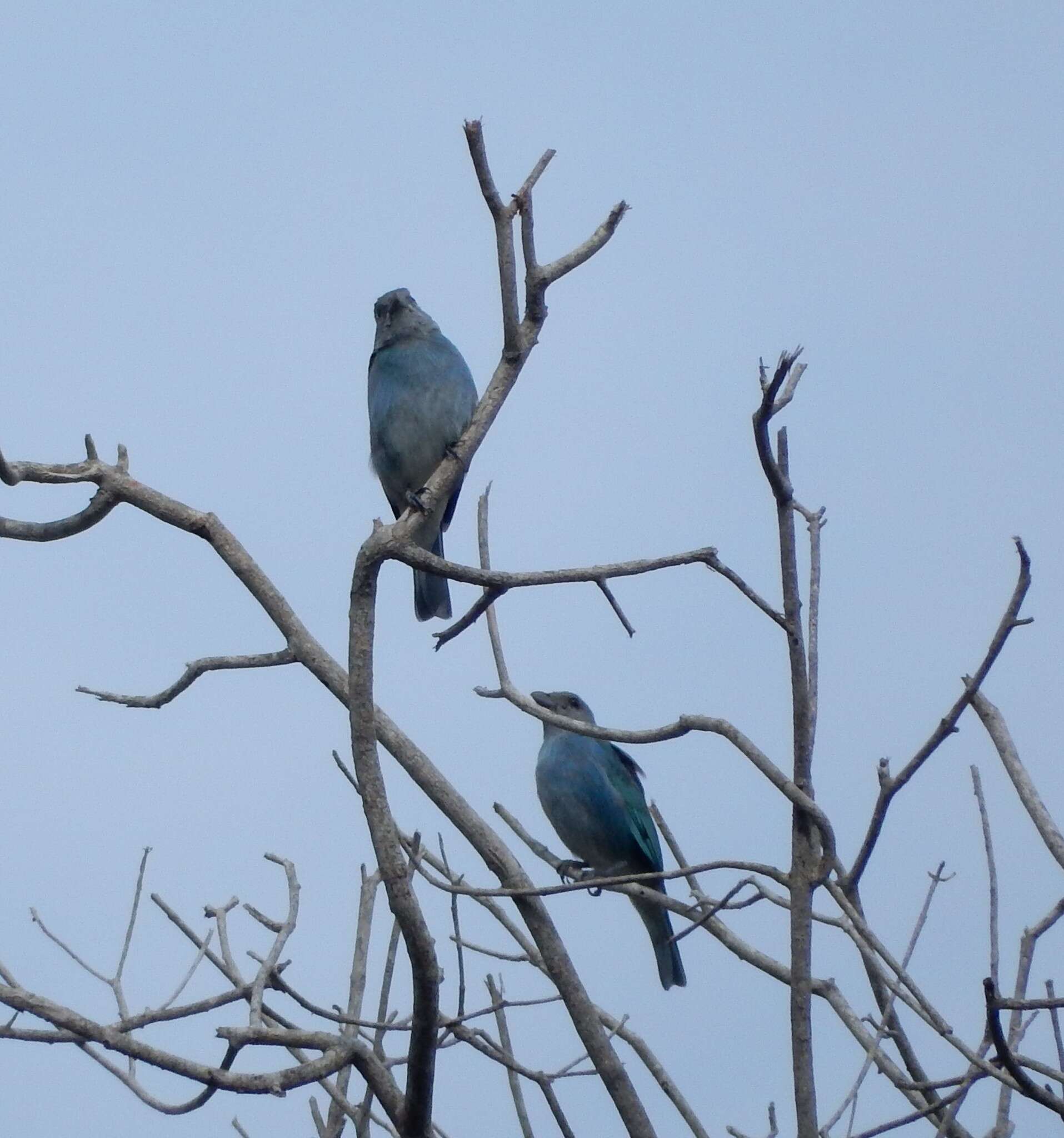 Image of Glaucous Tanager