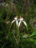 Image of Coastal white spider orchid