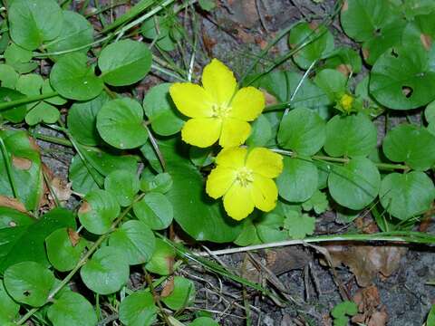 Слика од Lysimachia nummularia L.