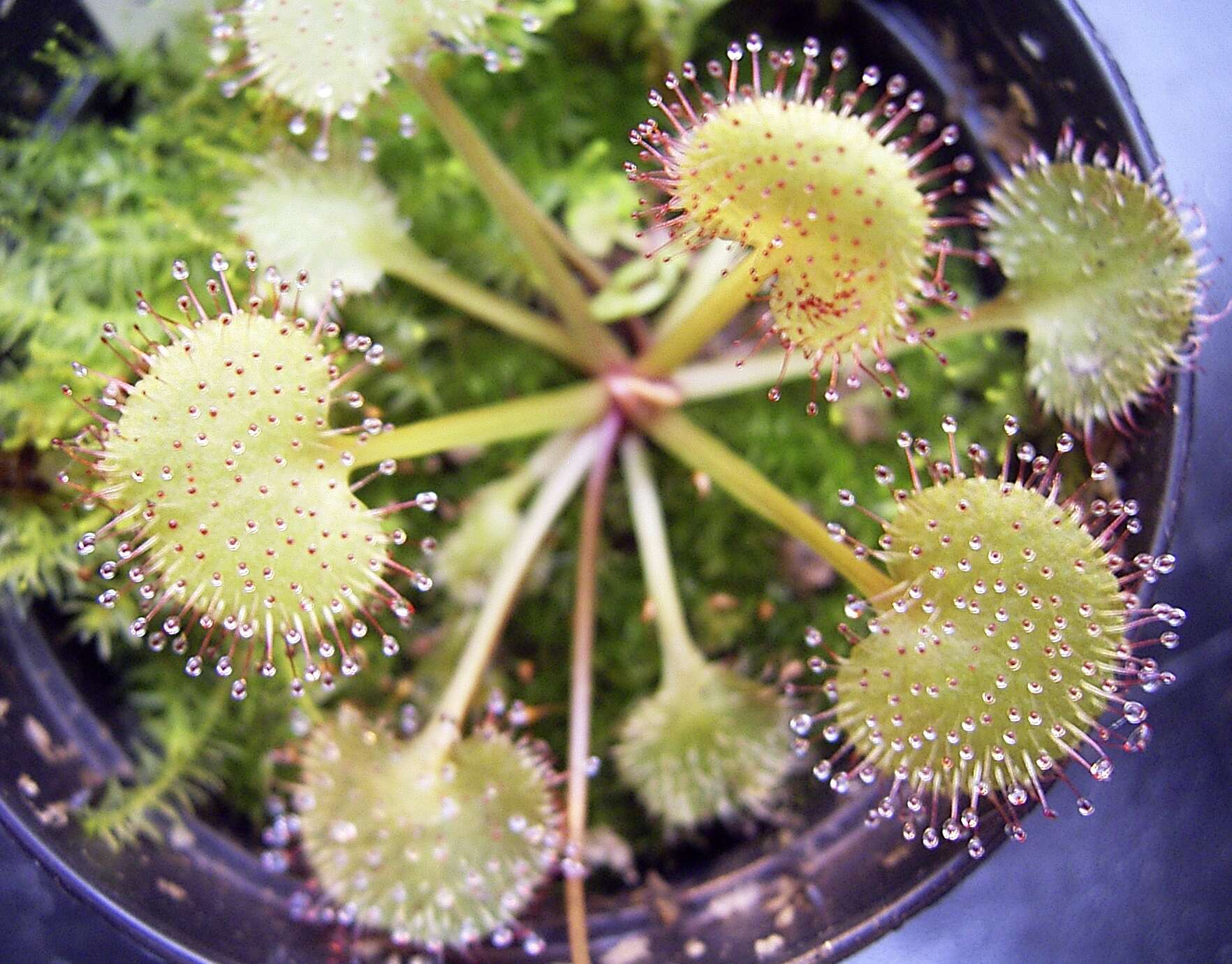 Image of Drosera prolifera C. T. White