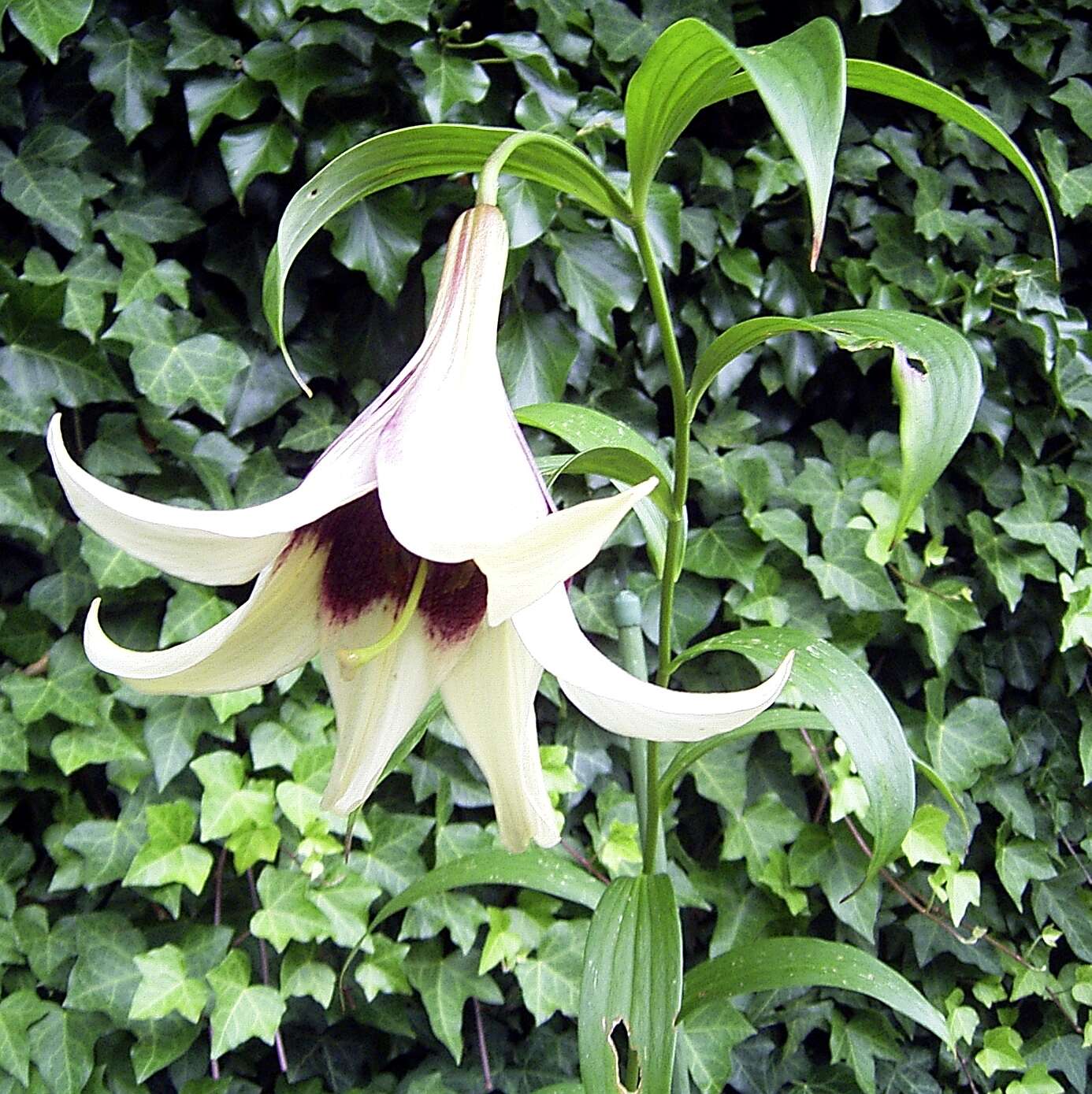 Image of Lilium nepalense D. Don