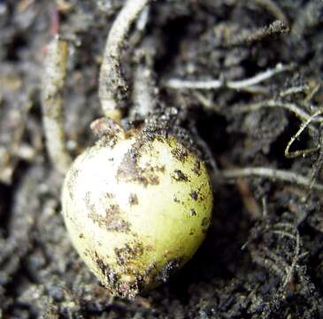 Plancia ëd Solanum tuberosum L.