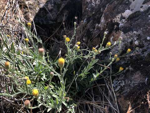 Слика од Erigeron petrophilus Greene