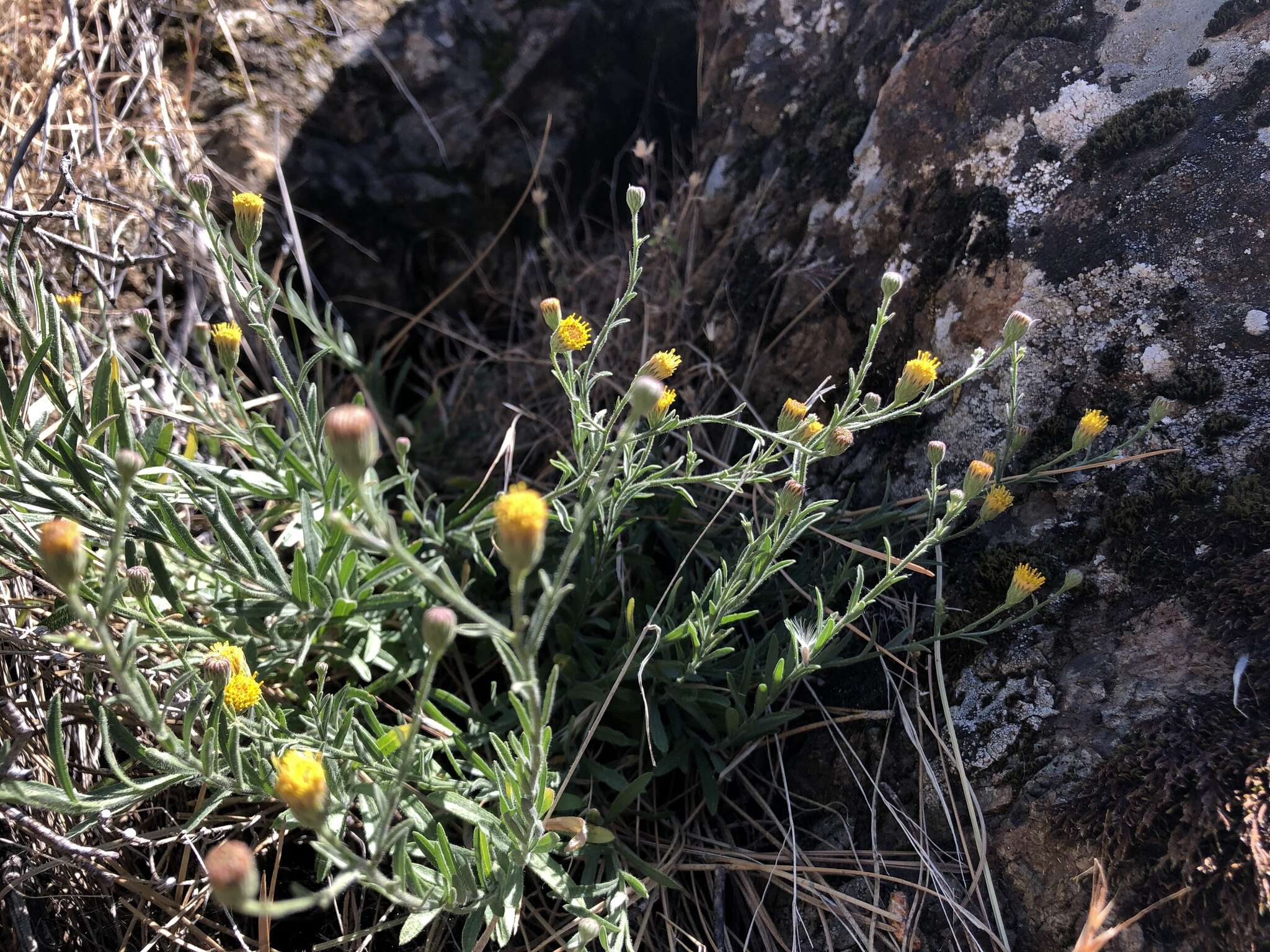 Image of rockloving erigeron