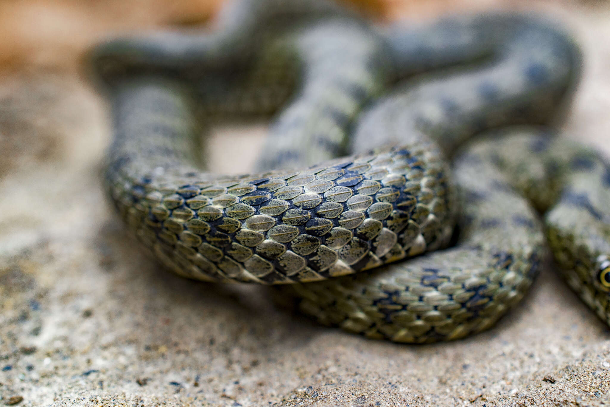 Image of Dice Snake