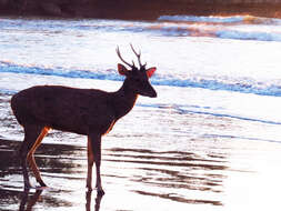 Image de Cerf de Timor