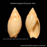 Слика од Amalda marginata (Lamarck 1811)