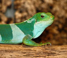 Image of Fiji iguanas