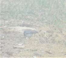 Image of White-winged Junco