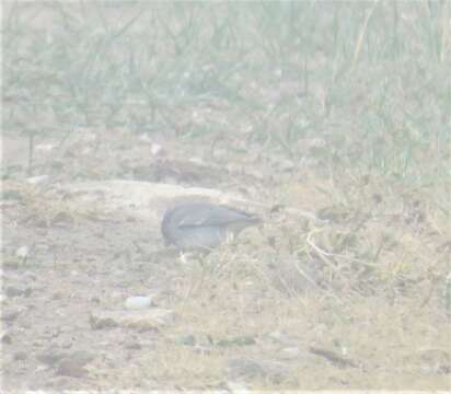 Image of White-winged Junco