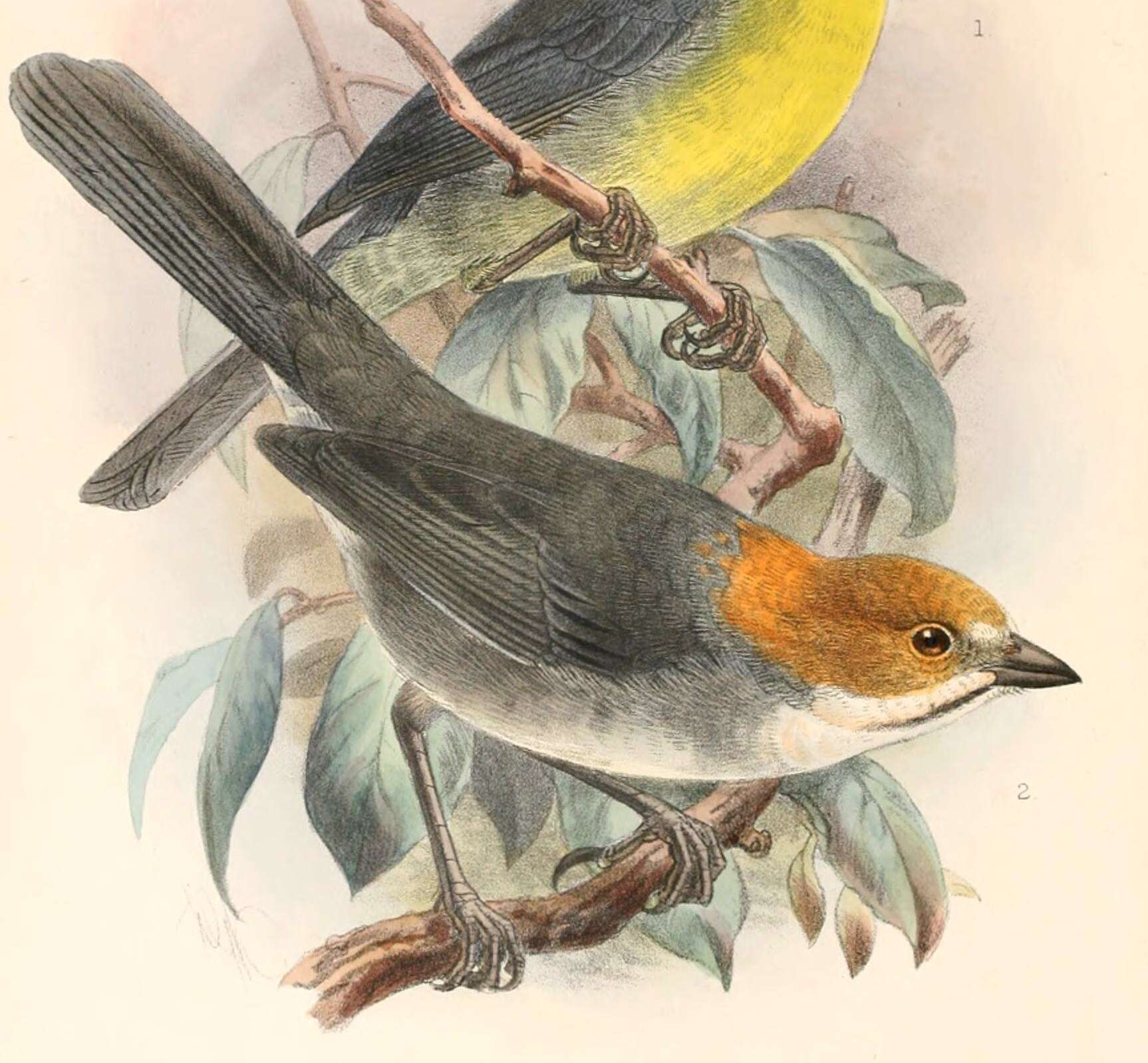Image of Rufous-eared Brush Finch