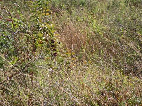 Image of Lucky bean creeper