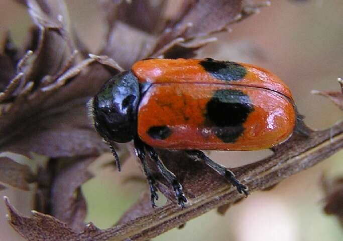 Image of Clytra laeviuscula