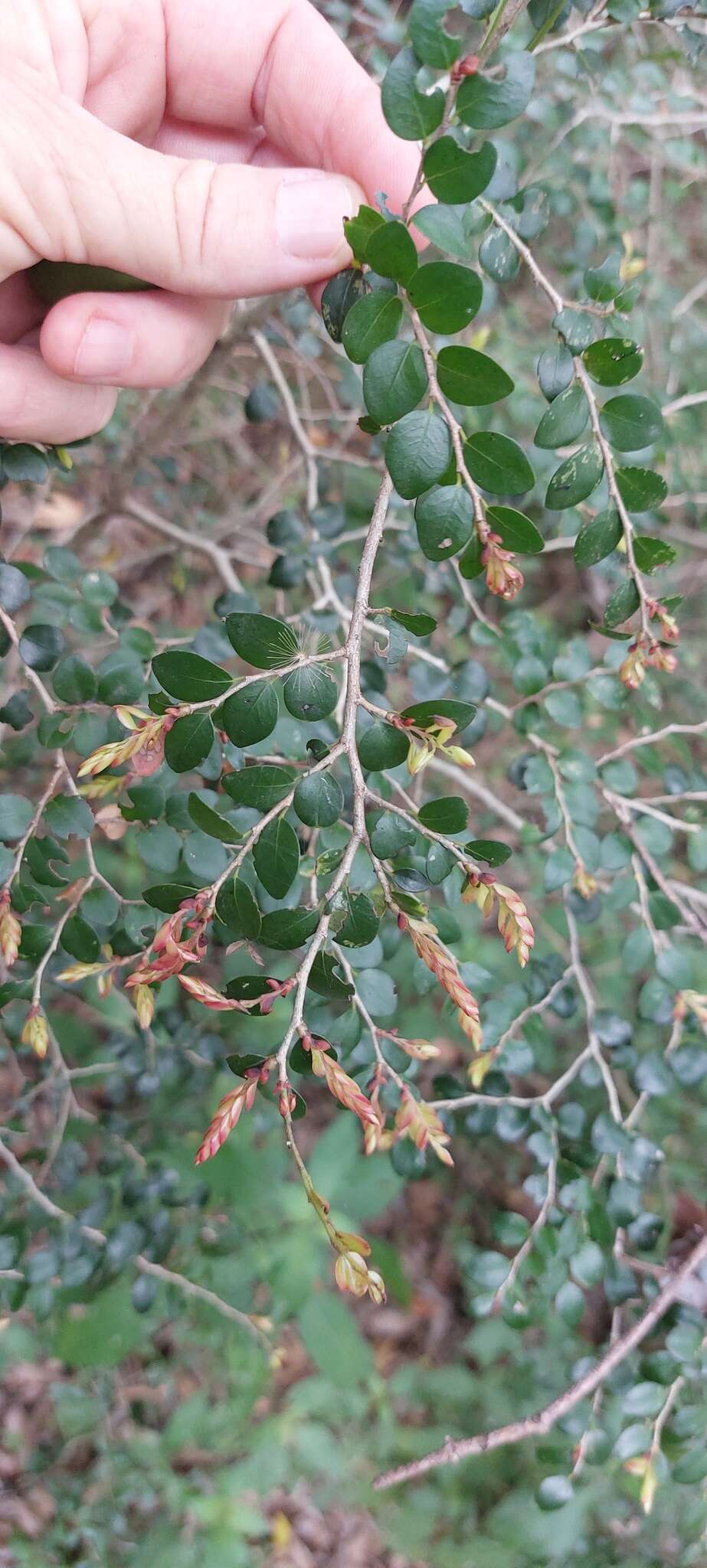 Diospyros natalensis (Harv.) Brenan的圖片