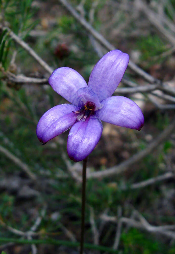 Image of Purple enamel orchid