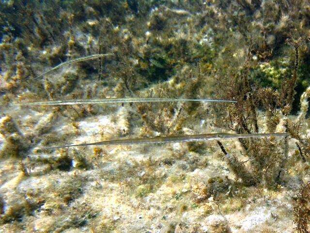 Image of Bluespotted cornetfish