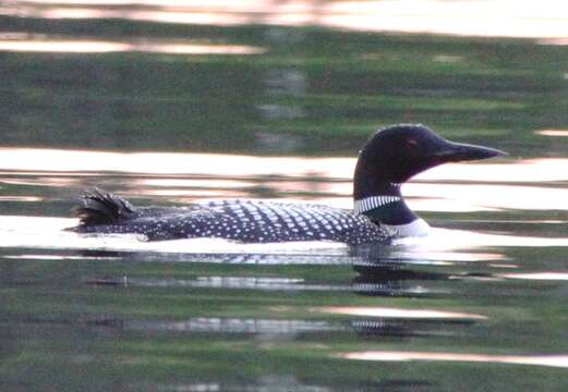 Image of loons