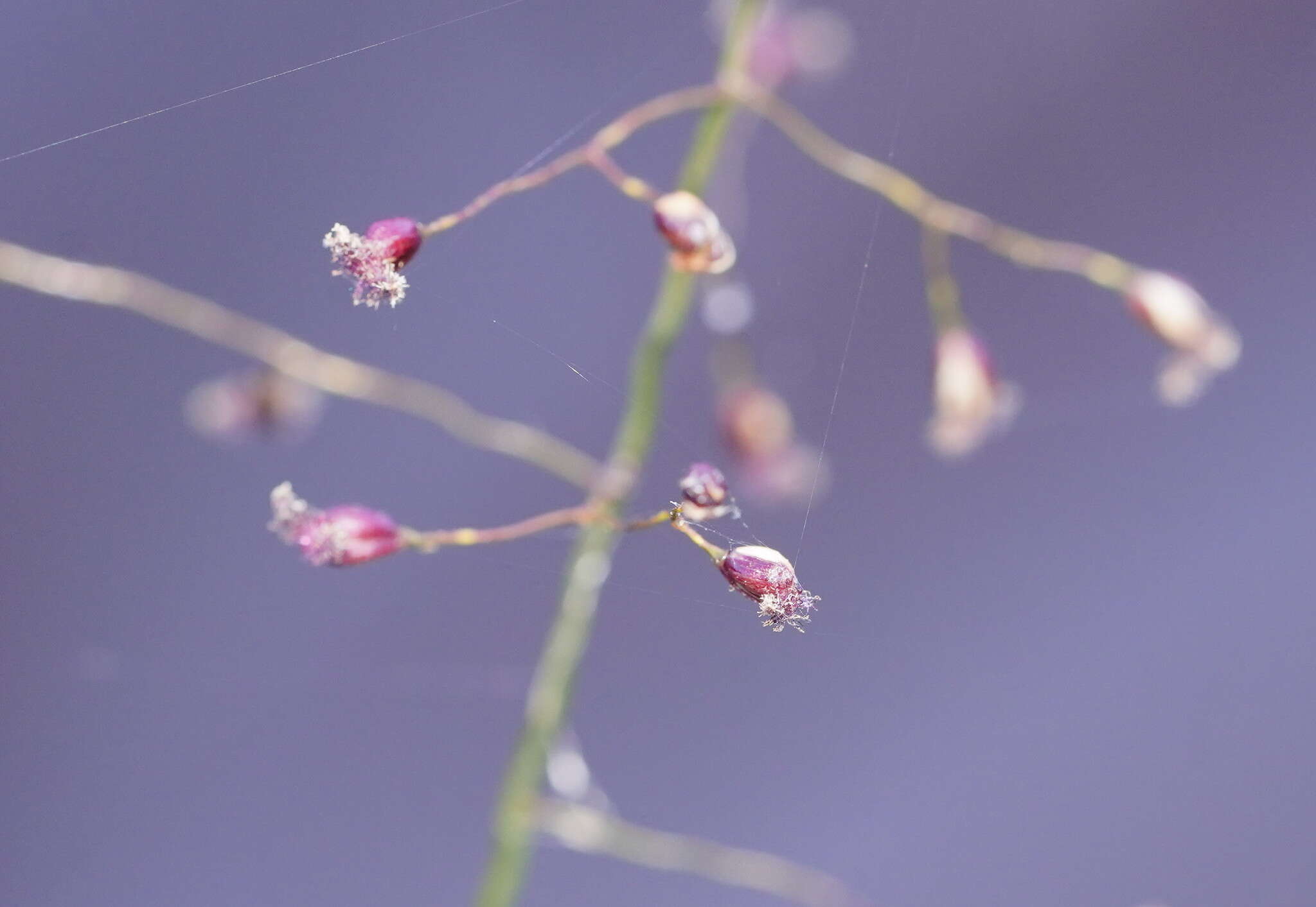 Image of Swamp Millet