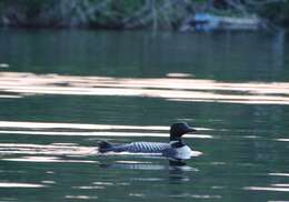 Image of loons