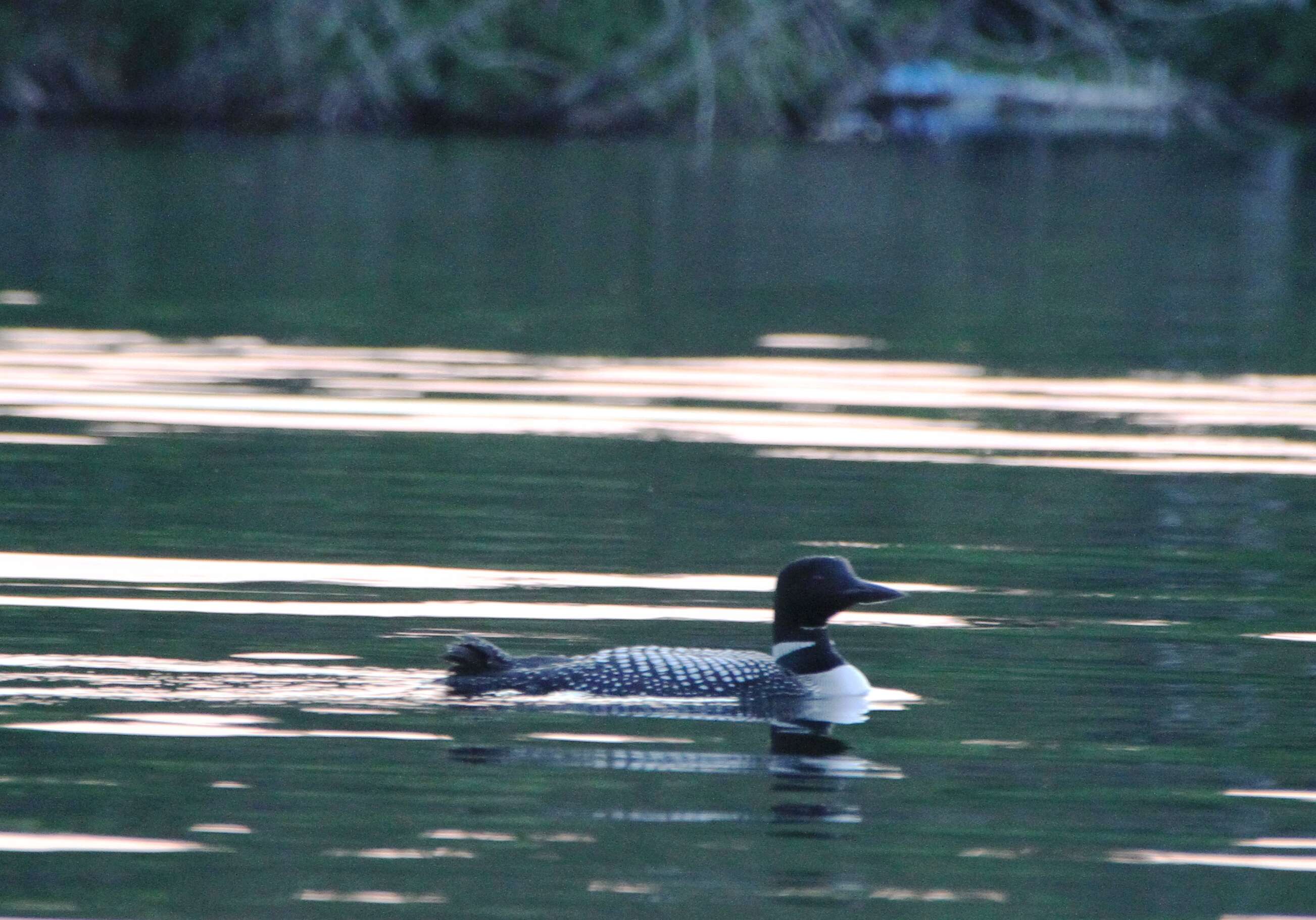 Image of loons