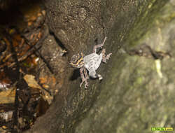 Image of Cat Ba Tiger Gecko