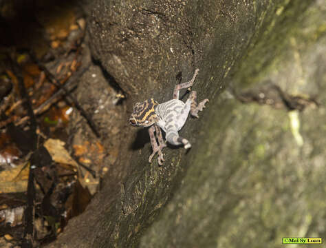 Image of Cat Ba Tiger Gecko