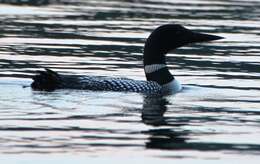 Image of loons