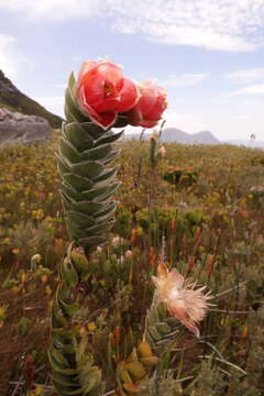 Image of Marsh Rose