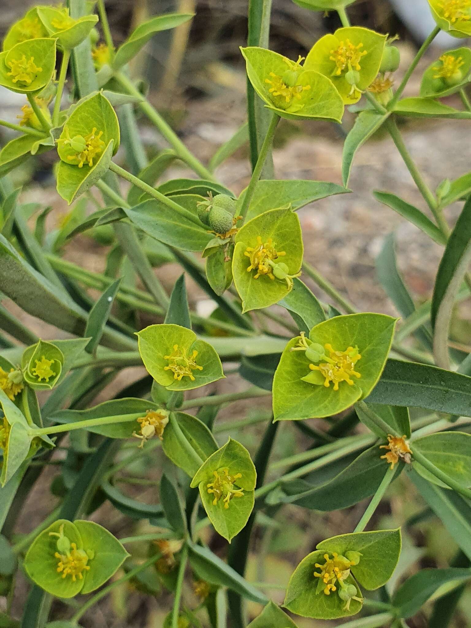 Image of Euphorbia biumbellata Poir.