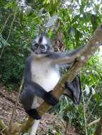 Image of North Sumatran Leaf Monkey