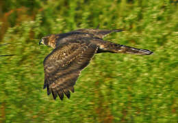 Image of Eurasian Goshawk