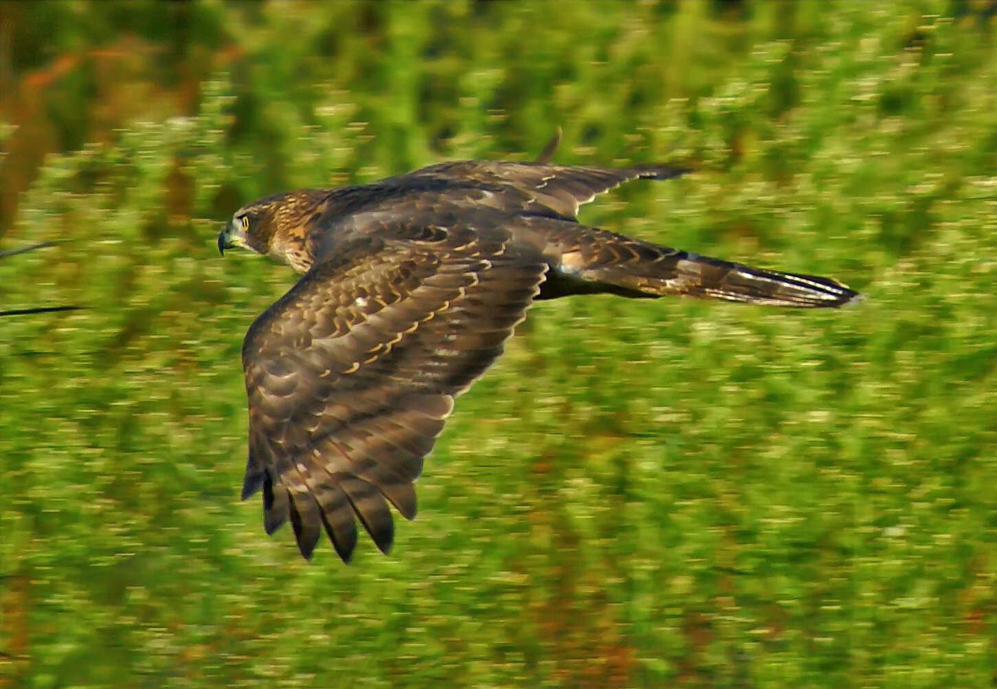 Image of Eurasian Goshawk