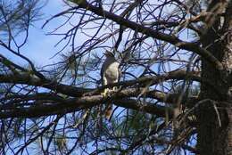 Image of Eurasian Goshawk