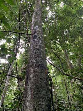 Image of Chrysophyllum imperiale (Linden ex K. Koch & Fintelm.) Benth. & Hook. fil.