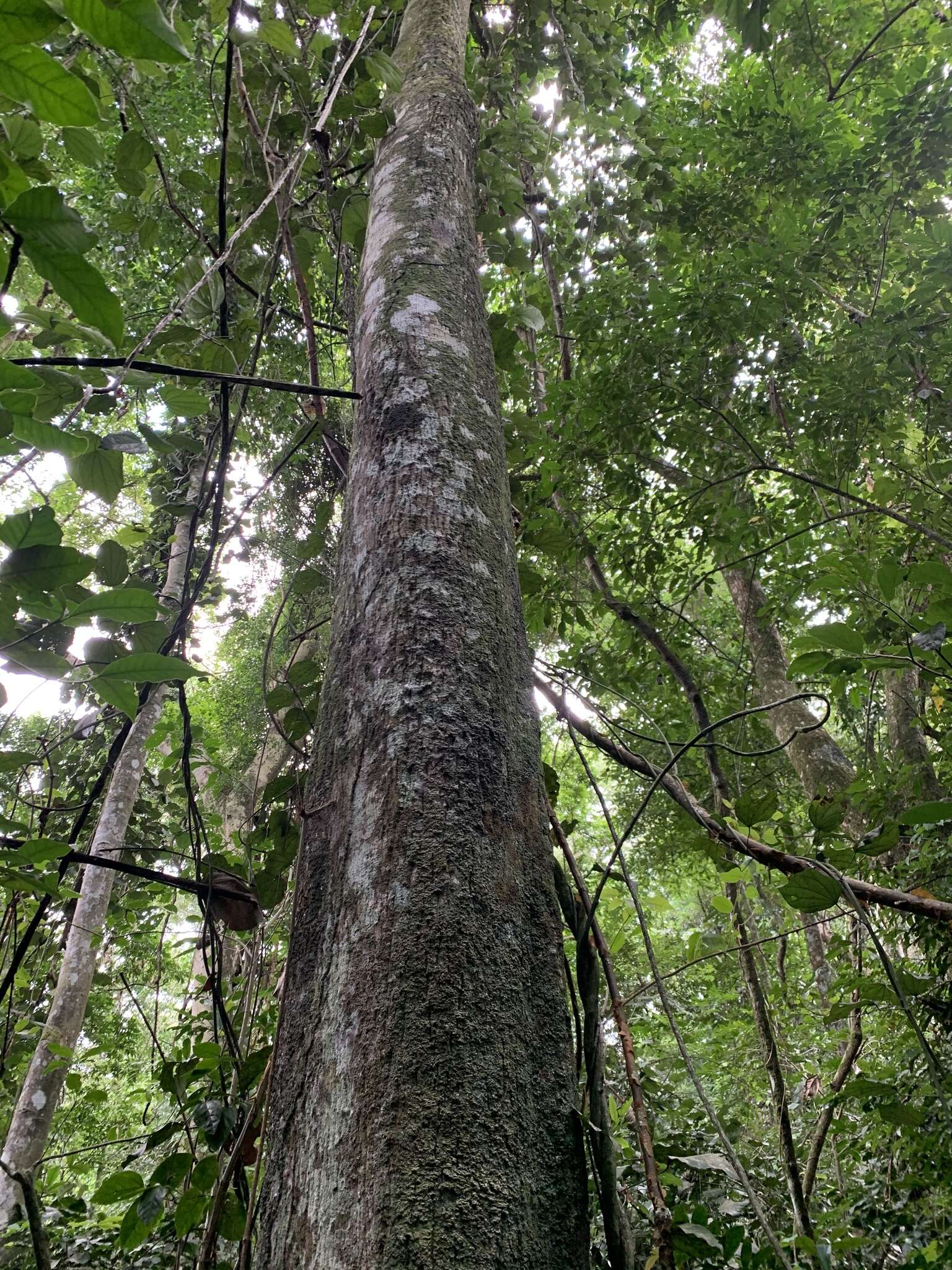 Chrysophyllum imperiale : Guapeba