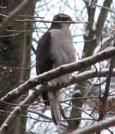 Image of Eurasian Goshawk