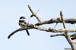 Image of Western Black-headed Batis