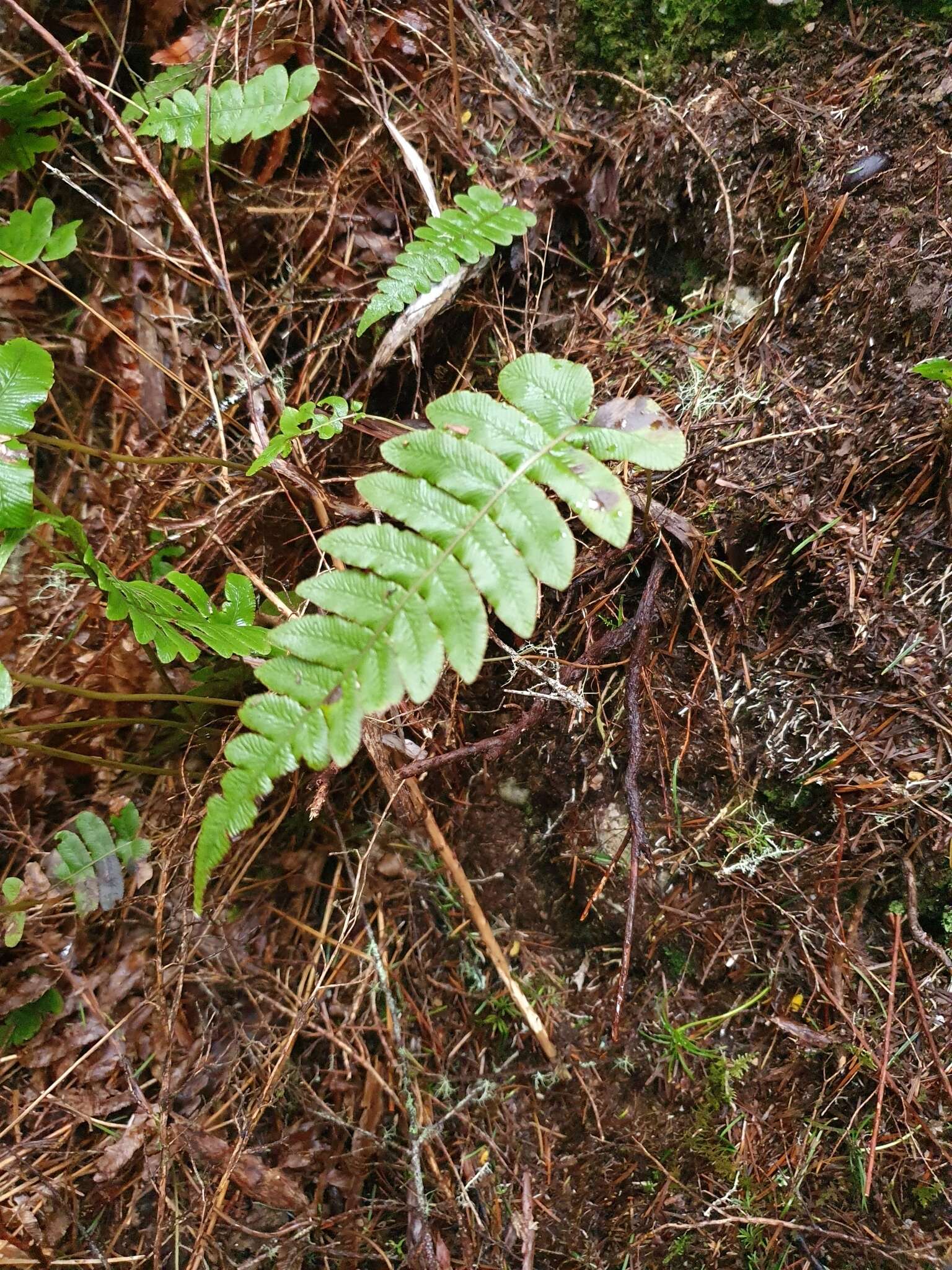 Image of Cranfillia deltoides