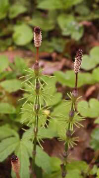 Image of Shady Horsetail