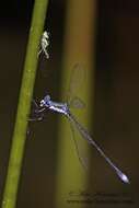 Image of Swamp Spreadwing