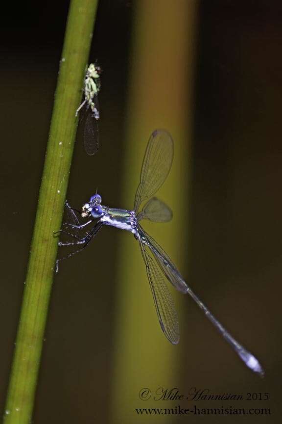 Image of Swamp Spreadwing