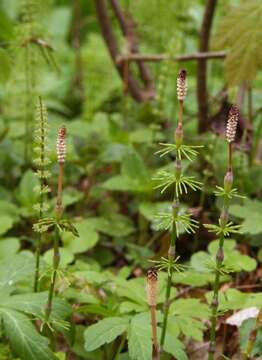 Image of Shady Horsetail