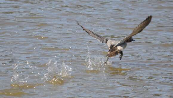 Image of Canvasback