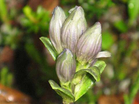 صورة Gentiana glauca Pall.